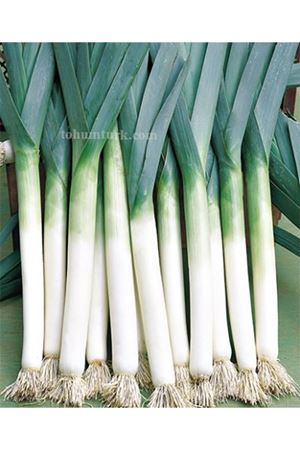 Lancelot F1 Pırasa Tohumu