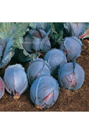 Roxy F1 Kırmızı Lahana Tohumu