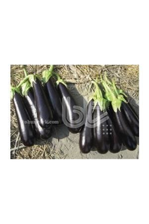 BT KARANTA F1 PATLICAN TOHUMU