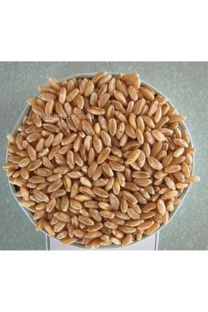 Mimmo Makarnalık Buğday Çeşidi