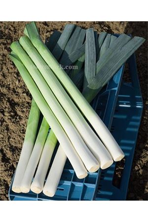 Lıncoln Pırasa Tohumu