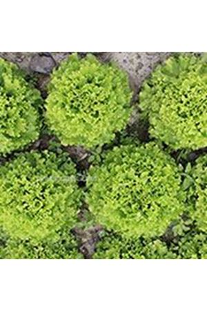 Bratole Kıvırcık Marul Tohumu