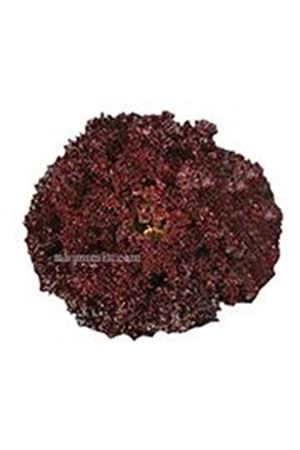 Kavalo Lollo Tipi Marul Tohumu