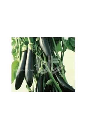 BT AYKARA F1 PATLICAN TOHUMU