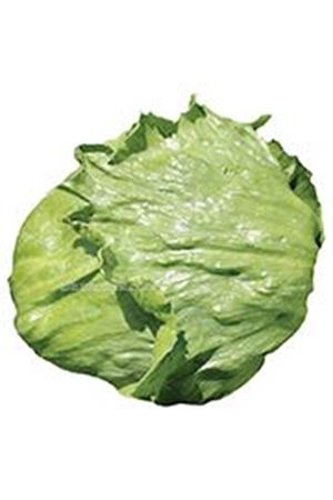 İCE CASTLE  İCEBERG MARUL TOHUMU