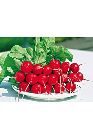 Rolex F1 Kırmızı Fındık Turp Tohumu