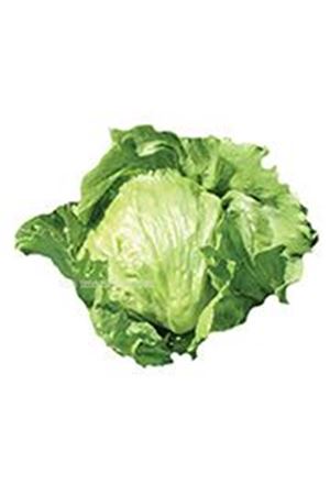 İce Bazaar (Pyb 7101A) İceberg Marul Tohumu