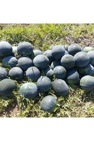 Nostaji F1 Karpuz Tohumu