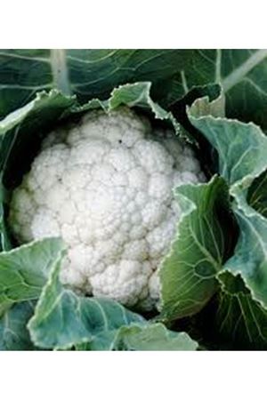 Captiva F1 Karnabahar Tohumu