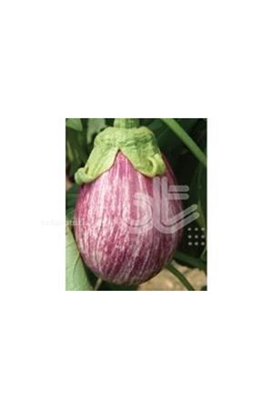 BT ZEBRA F1 PATLICAN TOHUMU