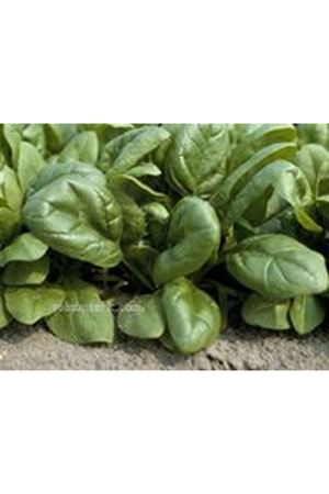 Calisteo F1 Ispanak Tohumu