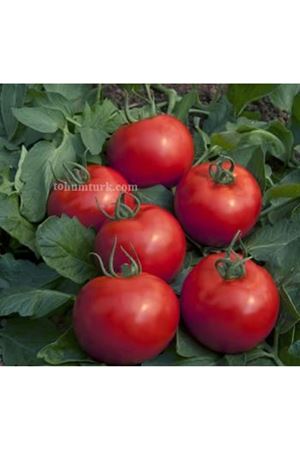 Cobra F1 Sırık Domates Tohumu