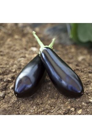 Sharapova Rz F1  Oval,Koyu Siyah Patlıcan Tohumu