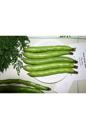 Asgen Sakız Bakla Tohumu