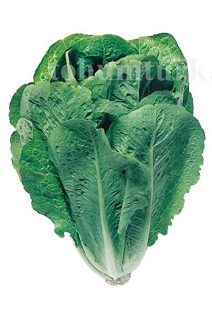 Hazera Lital Yedikule Marul Tohumu