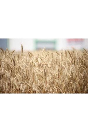 Anforeta Buğday Tohumu