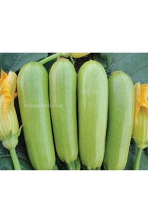 Sf 9423 F1 Beyaz Kabak Tohumu