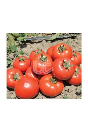 Bt 720 F1 Oturak Domates Tohumu