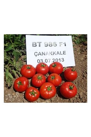 Bt 986 F1 Oturak Domates Tohumu