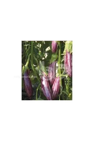 BT BILDIRCIN F1 PATLICAN TOHUMU