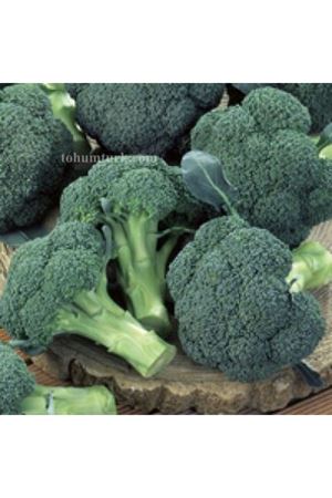 İronman Brokoli Tohumu