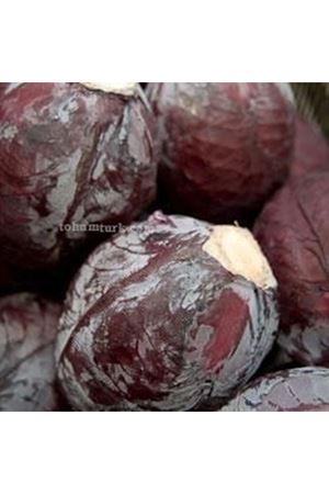 Red Taste F1 Kırmızı Lahana