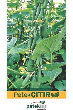 Petekcıtır F1 Badem Hıyar Tohumu