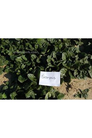 Scorpius F1 Ispanak Tohumu