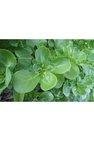 Assem Semizotu Tohumu