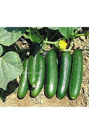 Beith Alpha F1 Oturak Hıyar Tohumu