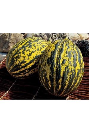 Balbey F1 Kırkağaç Tipi Kavun Tohumu