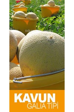 Makdimon F1 Galia Tipi Kavun Tohumu