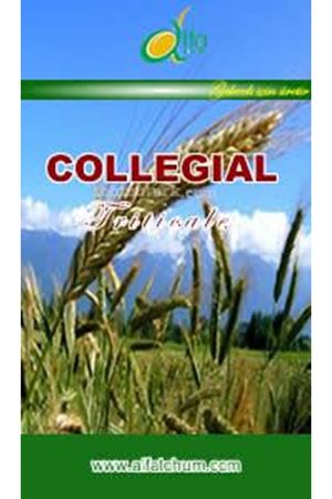 Collegial Triticale Tohumu ( Sertifikalı )