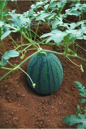 Pastel F1 Karpuz Tohumu