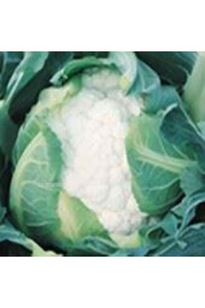 Otis F1 Karnabahar Tohumu