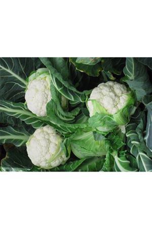 Avensis Geçci Karnabahar Tohumu