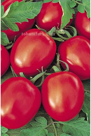 Topspin F1 Domates Tohumu