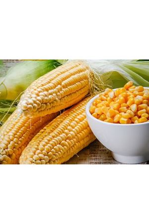 Khan F1 Tatlı Mısır Tohumu