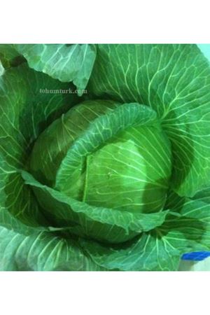 Gabari F1 Beyaz Lahana Tohumu