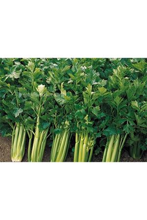 Samba F1 Sap Kereviz Tohumu