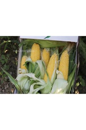 Shy1036 Tatlı Mısır Tohumu