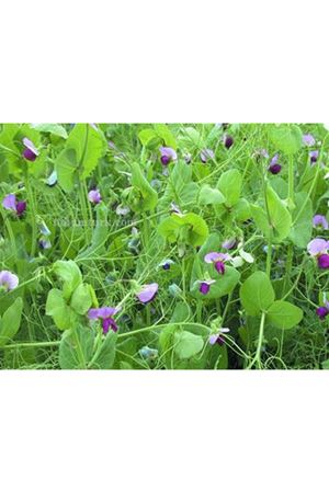 Kirazlı Yem Bezelyesi Tohumu