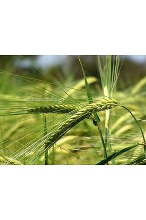 Kinerit Tritikale Tohumu