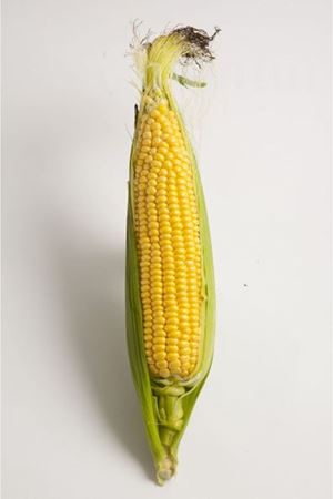 Moreland F1  Super Tatlı Mısır  Tohumu