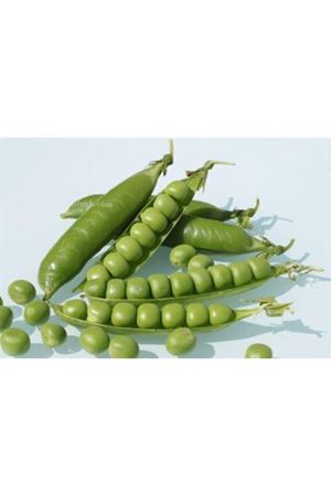 Asgen Karina Bezelye Tohumu