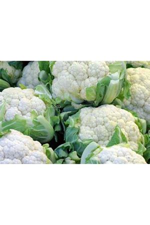 Enzo F1 Karnabahar Tohumu