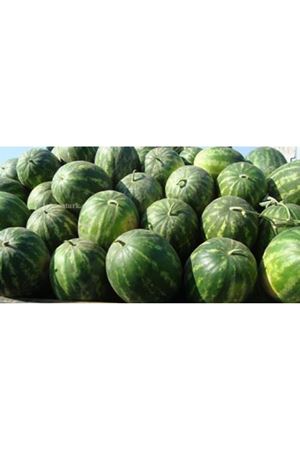 Avira F1 Karpuz Tohumu