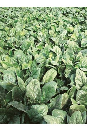 Nebraska F1 Ispanak Tohumu