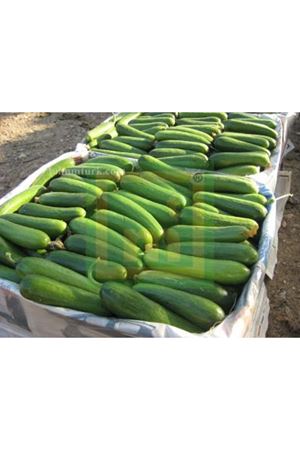 Baby F1 Sırık Hıyar Tohumu