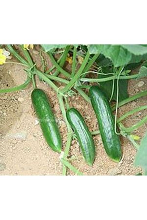 Beith Alpha O.P. Oturak Hıyar Tohumu